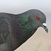 common pigeon © Tomfriedel, wikimedia commons