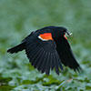 red winged blackbird