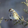 American tree sparrow © USFWS