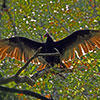 Turkey vulture © Edward Walk
