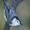 white-breasted nuthatch © USFWS