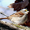 white-throated sparrow