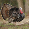 Wild Turkeys