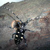 Asian Longhorned beetle
