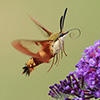 Hummingbird moth © Susan Grimwood