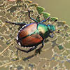 Japanese Beetle © Steven Katovich, USDA Forest Service, Bugwood.org