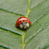 Ladybug © Eric Magnussen