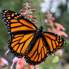 Monarch