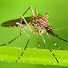 mosquito © David Cappaert, Michigan State University, Bugwood.org