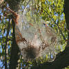 Webworm caterpillars © Alison Hunter