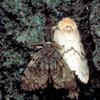 Spongy Moth Male and Female by by John Ghent