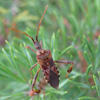 Western Conifer Seed Bug © Dawn Daily O'Brien (Cornell University/Bugwood.org)