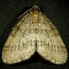 Winter Moth © Robert Childs/University of Massachusetts (via Bugwood.org)