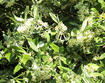 Autumn Olive in Bloom