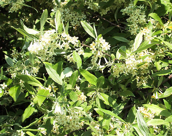 Autumn Olive in Bloom