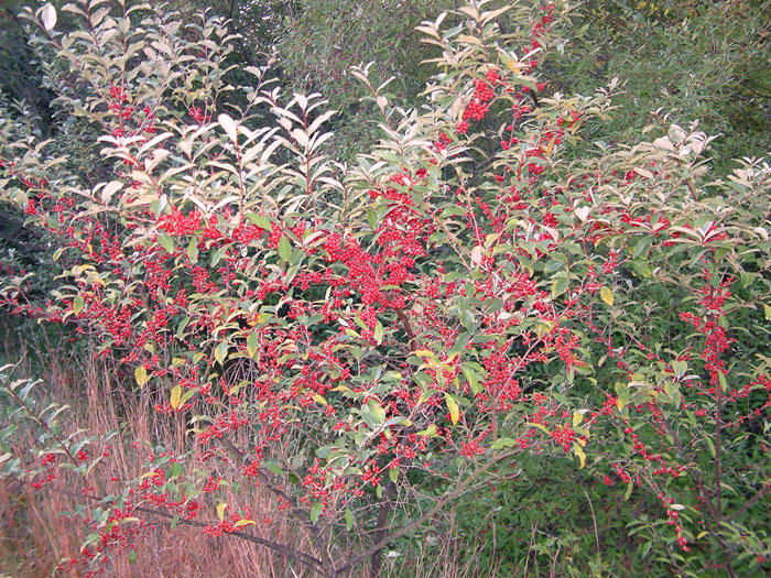 Autumn Olive Fruit