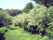 Autumn Olive infestation