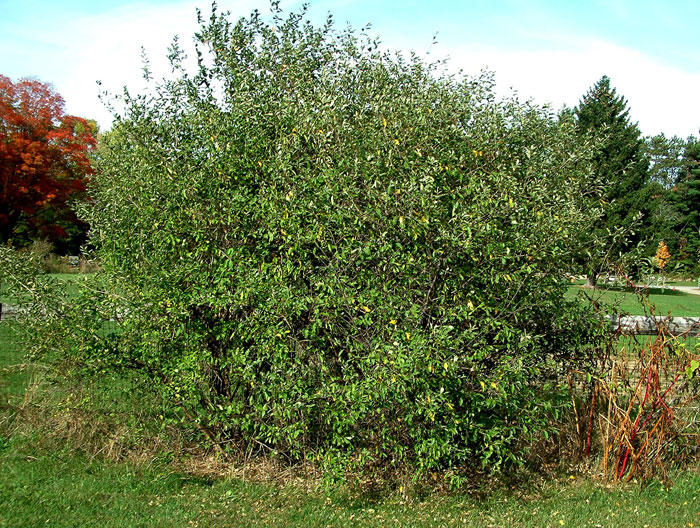 Mature Autumn Olive Shrub