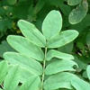 black locust