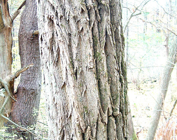 Black Locust Bark