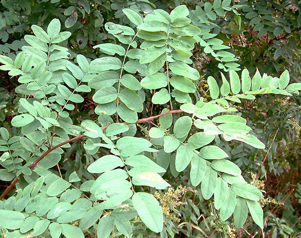 Black Locust Compound Leaves