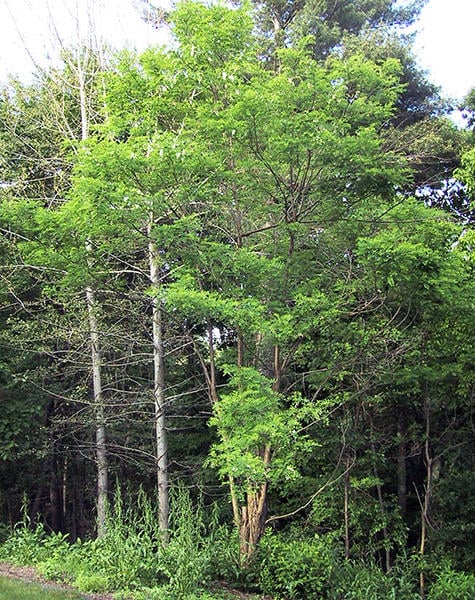 Black Locust Young Tree