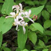 honeysuckle flower