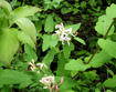 Bush honeysuckle flowers