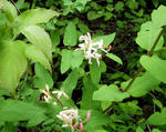 Bush honeysuckle flowers