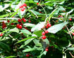 Bush honeysuckle fruits