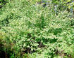 Honeysuckle shrub