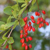 common barberry fruit