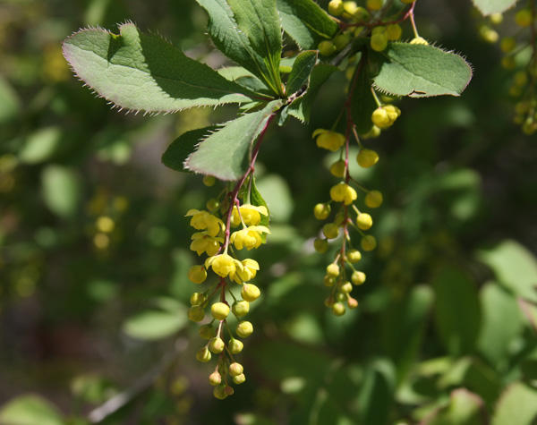 Common barberry flowers and leaves