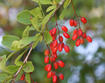 Common Barberry Ripe Fruit and Leaves
