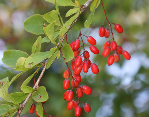 Common Barberry Ripe Fruit and Leaves