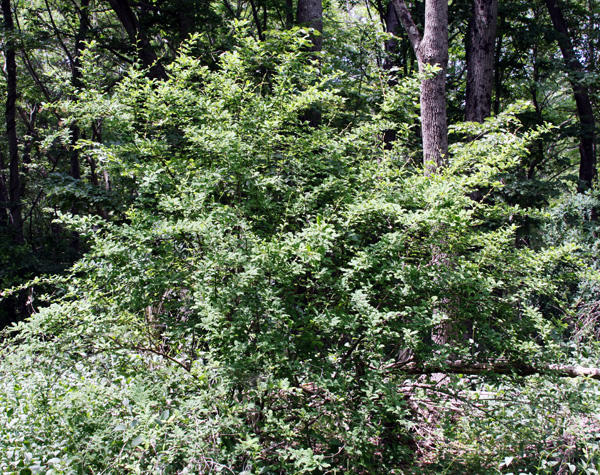 Common barberry showing growth and habitat