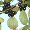 common buckthorn fruit