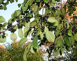 Common Buckthorn fruit and leaves