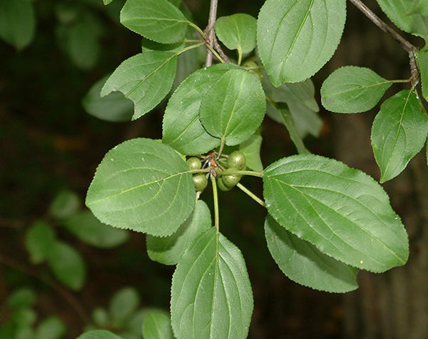 Common Buckthorn leaves and unripe fruit