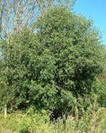 Common Buckthorn mature shrub 