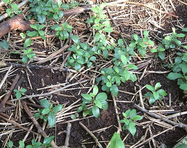 Common Buckthorn seedlings