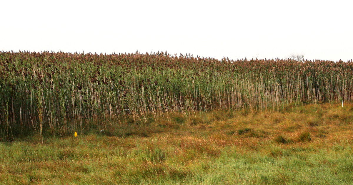 Common Reed (Phragmites australis)