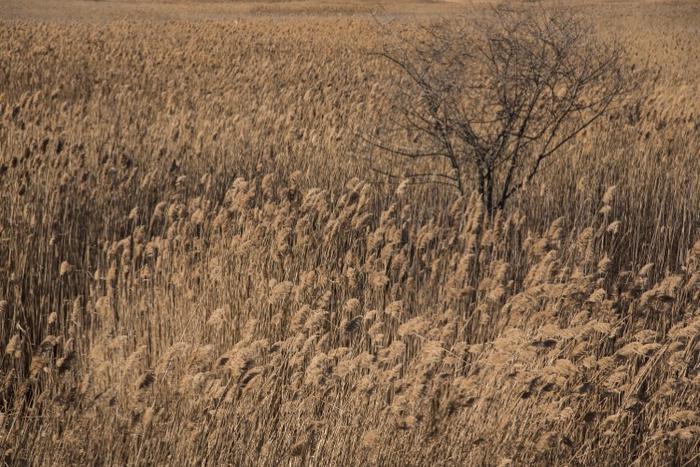 Dense stand of Common Reed (Phragmites australis) in winter © Paul Mozell