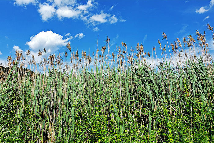 Close-up view of a dense stand of Common Reed (Phragmites australis) © Jennifer Berardis