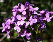 Dame's-rocket-flower-closeup-600