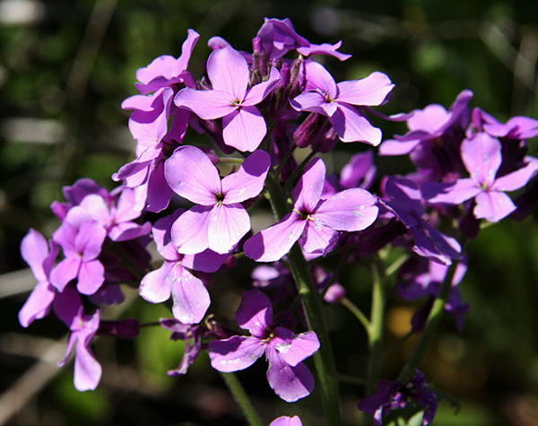 Dame's-rocket-flower-closeup-600