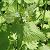 garlic mustard