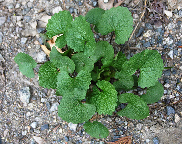 Garlic Mustard first years basal rosette