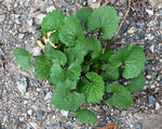Garlic Mustard first years basal rosette