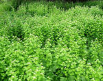 Garlic mustard invading a field 